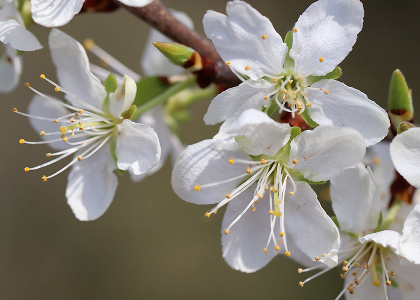 Image for article Lebih Banyak Polisi Memahami Fakta dan Menghindari Penganiayaan terhadap Praktisi Falun Dafa