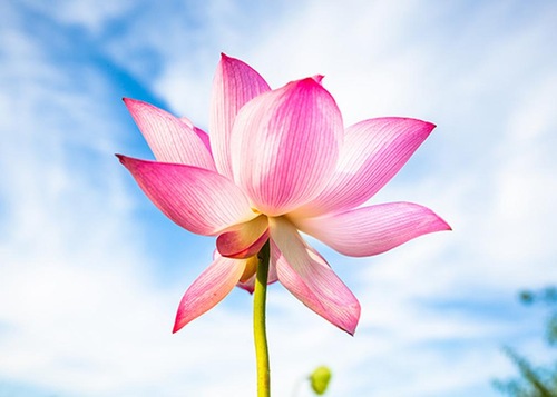 Image for article  [Merayakan Hari Falun Dafa Sedunia] Guzheng Solo: Sadar