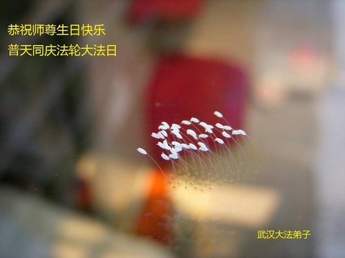 Image for article Praktisi Falun Dafa dari Kota Wuhan Merayakan Hari Falun Dafa Sedunia dan Dengan Hormat Mengucapkan Selamat Ulang Tahun kepada Guru Li Hongzhi (27 Ucapan)
