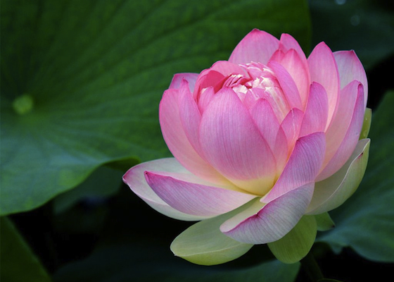 Image for article Karena Saya Praktisi Falun Dafa