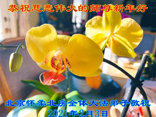 Image for article Praktisi Falun Dafa dari Beijing dengan Hormat Mengucapkan Selamat Tahun Baru Imlek kepada Guru Li Hongzhi (23 Ucapan)