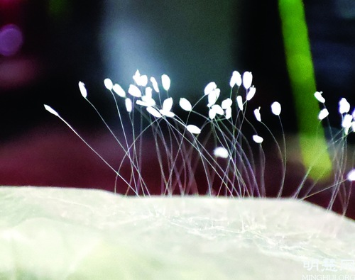 Image for article Bunga Udumbara Mekar Selama Sembilan Bulan