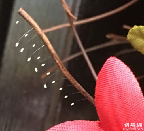 Image for article Bunga Udumbara Mekar di Texas