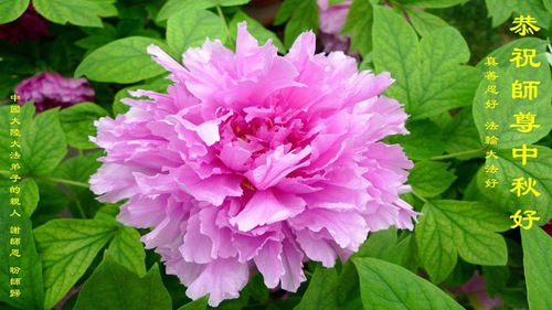 Image for article Pendukung Falun Dafa Mengucapkan Selamat Merayakan Festival Bulan kepada Guru Li Hongzhi