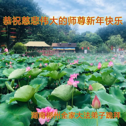 Image for article Praktisi Falun Dafa dari Provinsi Hunan Mengucapkan Selamat Tahun Baru kepada Guru Li Hongzhi Terhormat (21 Ucapan)