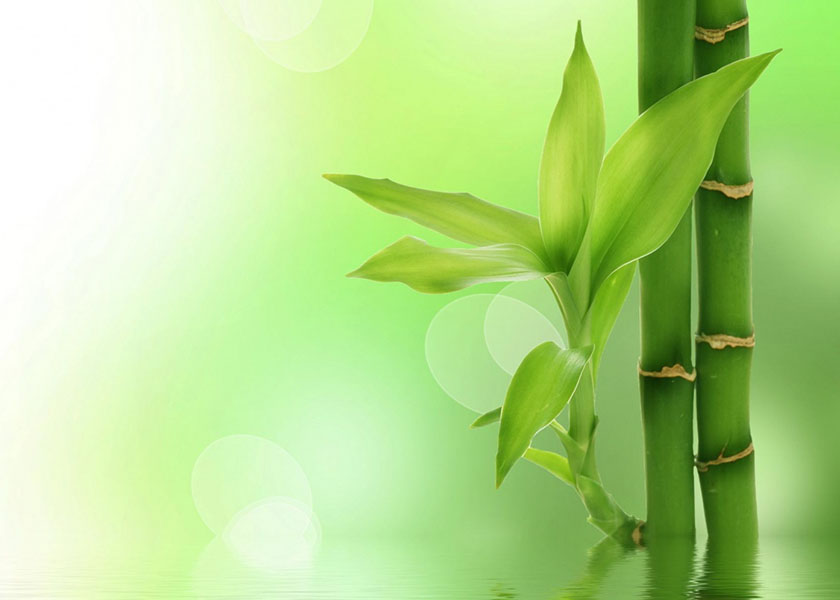 Image for article Produsen Film Mulai Berlatih Falun Dafa