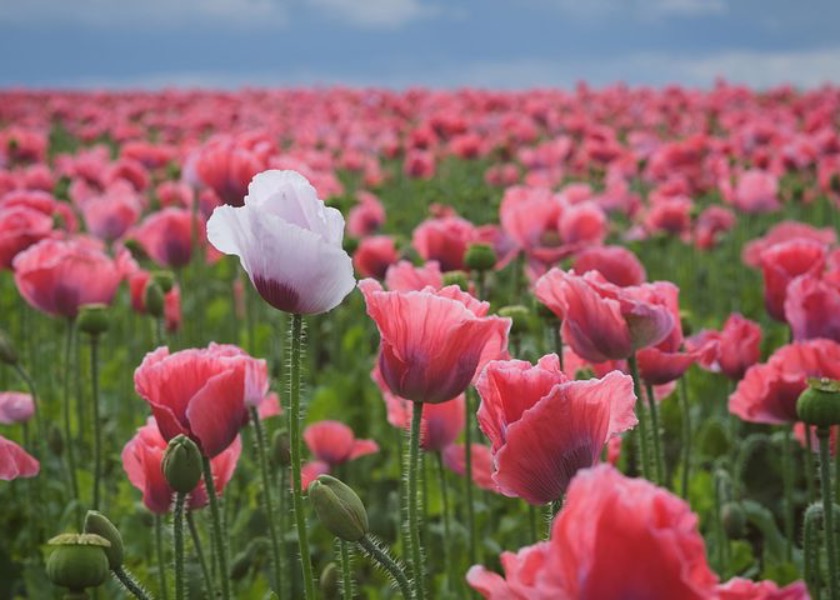 Image for article Falun Dafa Membuat Saya Merasa Terlahir Kembali