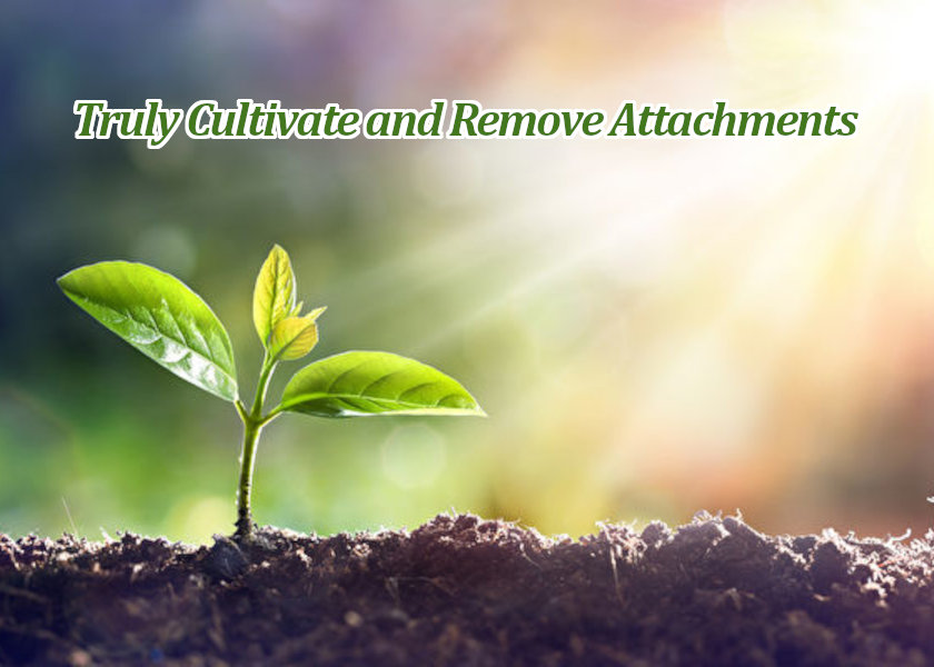 Image for article Mengalami Perubahan Total Setelah Berlatih Falun Dafa Selama Dua Tahun