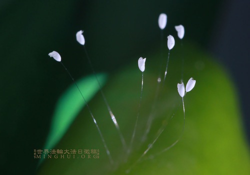 Image for article Bunga Udumbara dan Perjalanan Saya dengan Falun Dafa