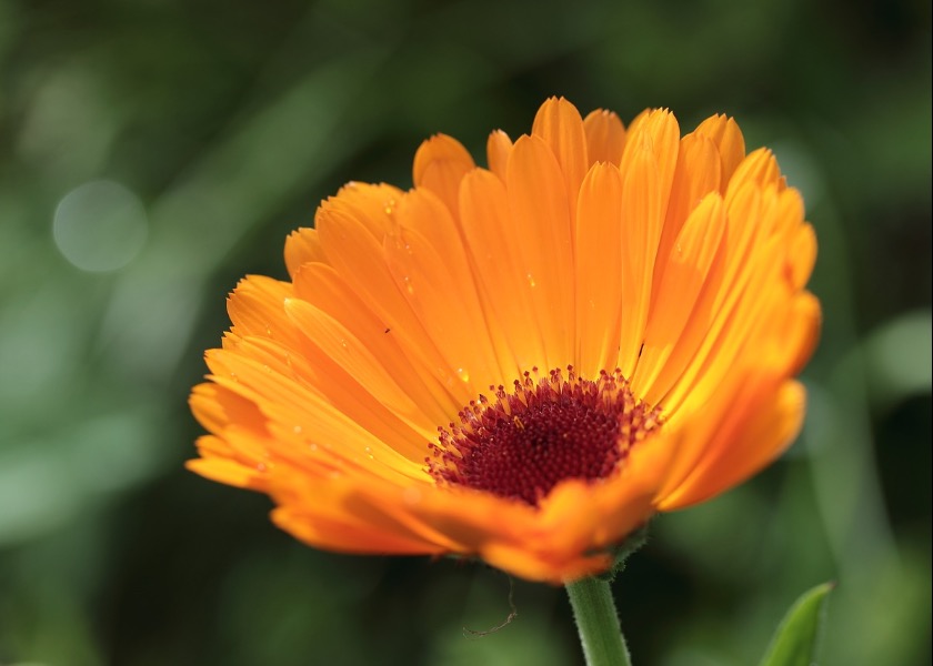 Image for article Tumor Ganas Menantu Saya Hilang