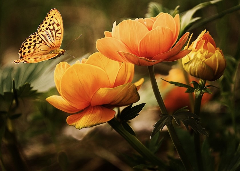 Image for article Falun Dafa Menyelamatkan Saya Tiga Kali dari Kondisi Kritis