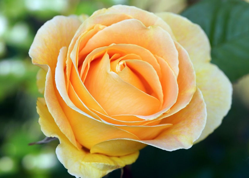 Image for article Fahui Eropa | Pengalaman Kultivasi Saya Mempromosikan Shen Yun Tahun 2023